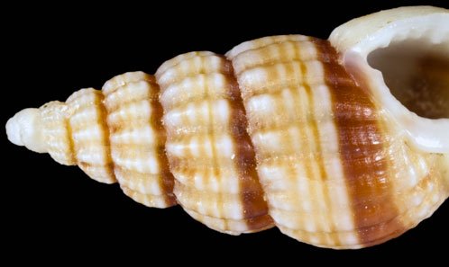 Publi_MNHN's tweet photo. [EJT] #DNALibraryofLife :  🐚The #Nassarius #pauperus #complex, part 3
🐚https://t.co/777iBXHWLC
#taxonomy #species #delimitation #neotype 🌊 https://t.co/gOTYYLStau