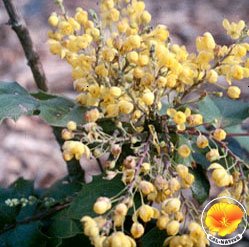 RowlandWater's tweet photo. The Plant of the Week-Mahonia. It has shiny,leaves w/ yellow flowers & is CA Native! https://t.co/xi8bOi3DSp #RWDConserves @bewaterwiseh2o https://t.co/GF0KcXsdtp