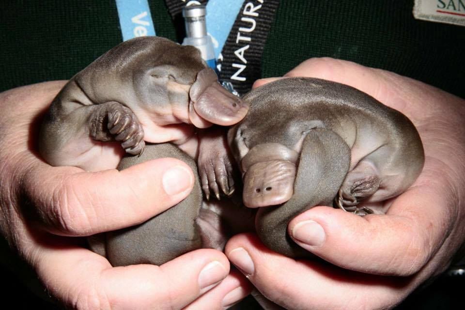 MindBlowing's tweet photo. This is how baby Platypus looks like! https://t.co/e1ZAgjY923