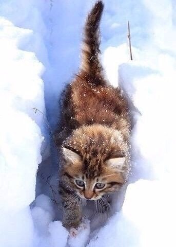 Катя (@zeitamekusor) on Twitter photo 
