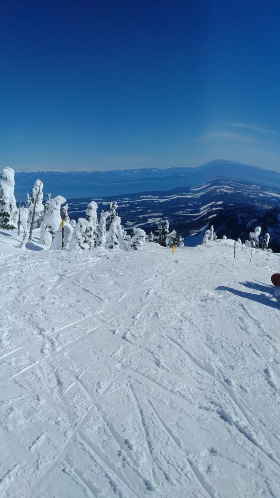 Harvey Harbour Cat tweet media