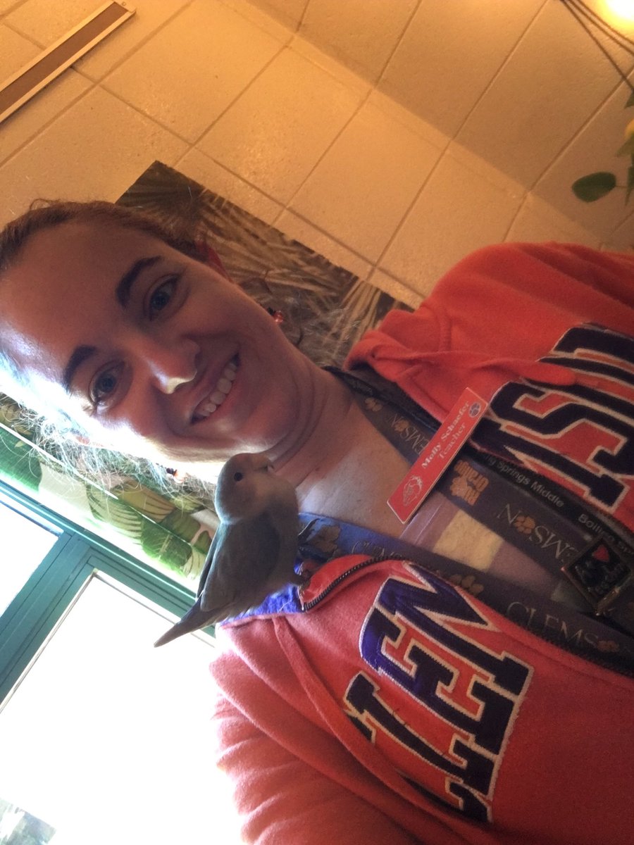 TigerMolly11's tweet photo. Made a new friend at school today thanks to @CongerCatherine ! Phoebe is probably exhausted after a day! #birdlesson https://t.co/plrF9z6SSv