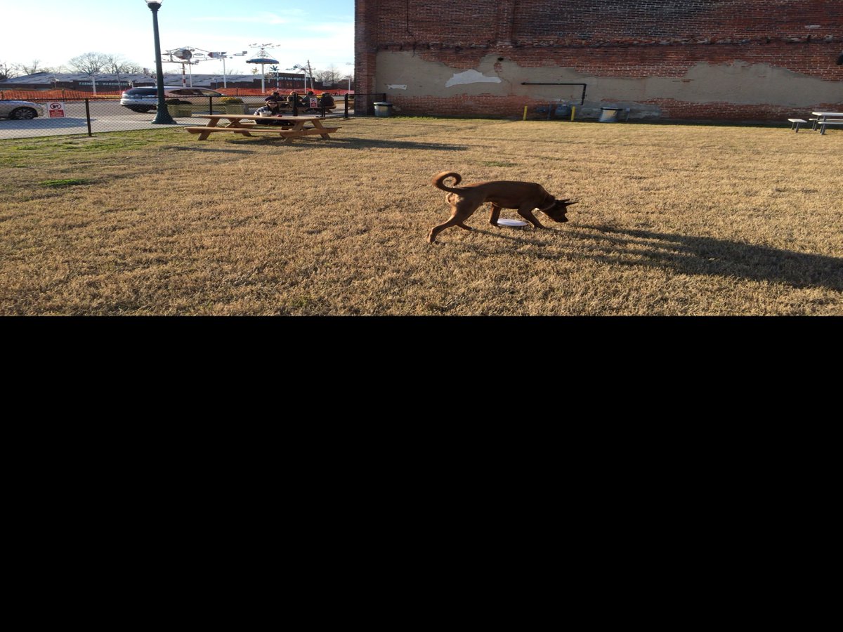 TheRealBBPorter's tweet photo. Thanks to @217brewworks for the pawesome dog park attachment at your Brewery! Mom and Dad loved the beer too! #beer #dogsoftwitter https://t.co/FHsaTuBKFw