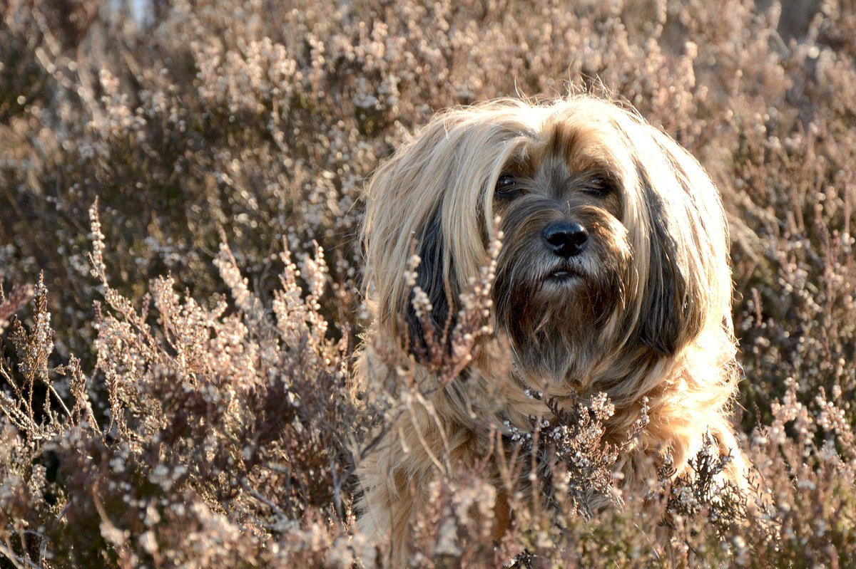 I just want to say hello! #dogfriends