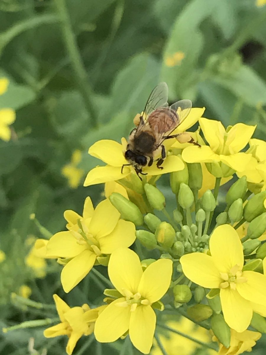 FariasGarden's tweet photo. Bumblebee roaming around our mustard green flower! #practicallymagic @MrsAUrbina @girlonthegrow @FARIASECC https://t.co/fevmOdVT3Z