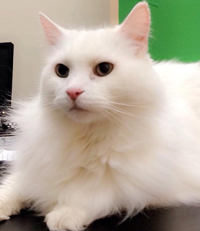 London Animal Care tweet media