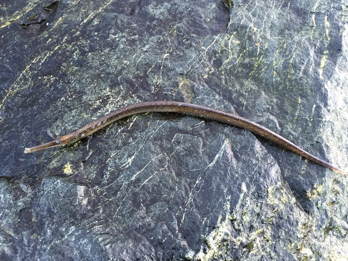 LoveSooke's tweet photo. Hey @VictoriaNHS ! I found something else on the beach. Do you know the name of this? Ty in advance! https://t.co/dcBXFmVmVC