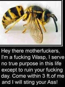 Cajun_Manor's tweet image. What,you're left wing now?  America failed to see the dangers in electing this WASP for POTUS.  #DCchapter