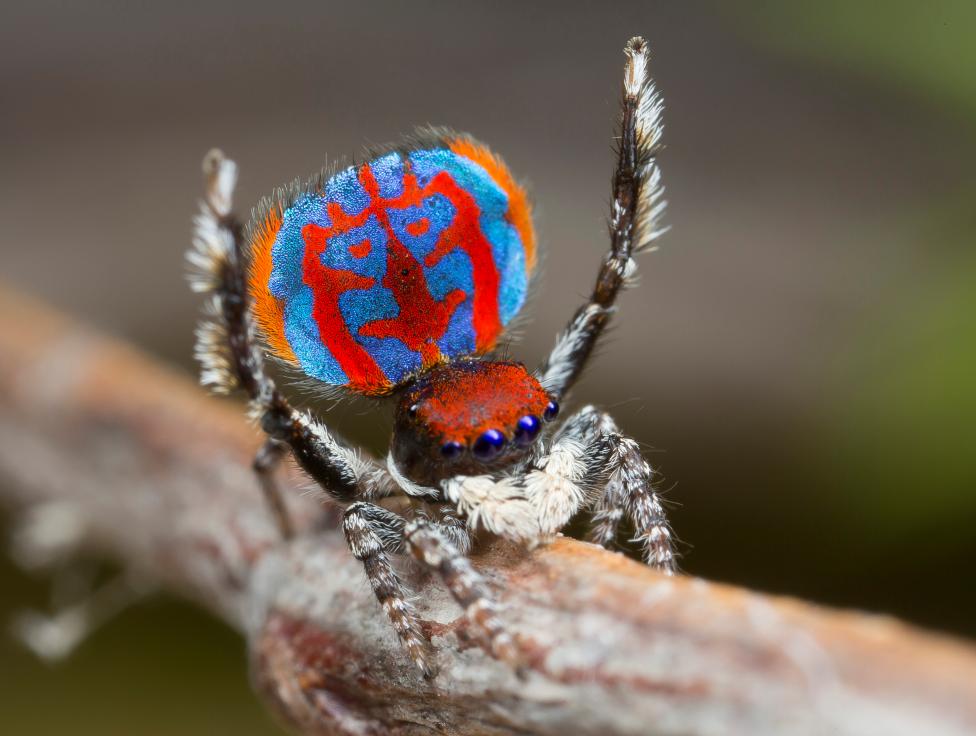 Win someone's heart on Valentine's Day by taking inspiration from this gorgeous peacock spider male performing a courtship dance :)