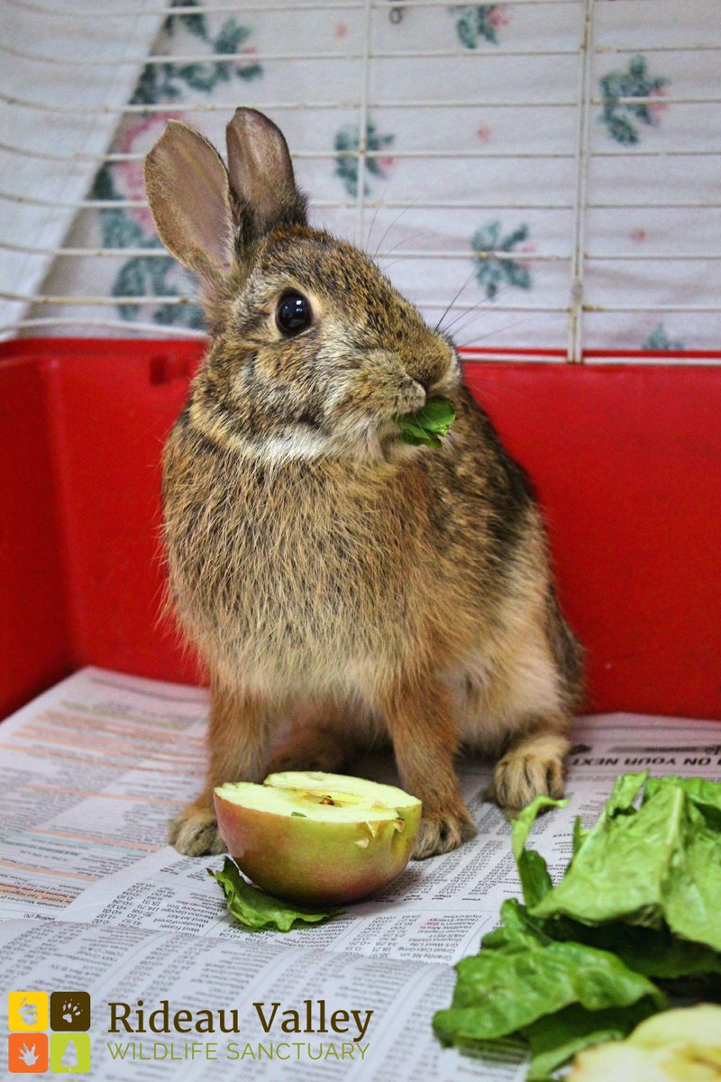 This Cottontail in our care with neuro trauma and injured leg. Doing well so far! Will be released back into the wild once healthy. #ottnews