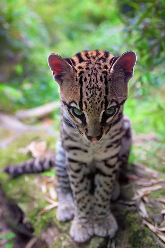 BarringtonMole's tweet photo. What a magnificent creature! 🐯❤️
#Ocelot #CatsOfTwitter #DwarfLeopard https://t.co/q1q51TYWoU
