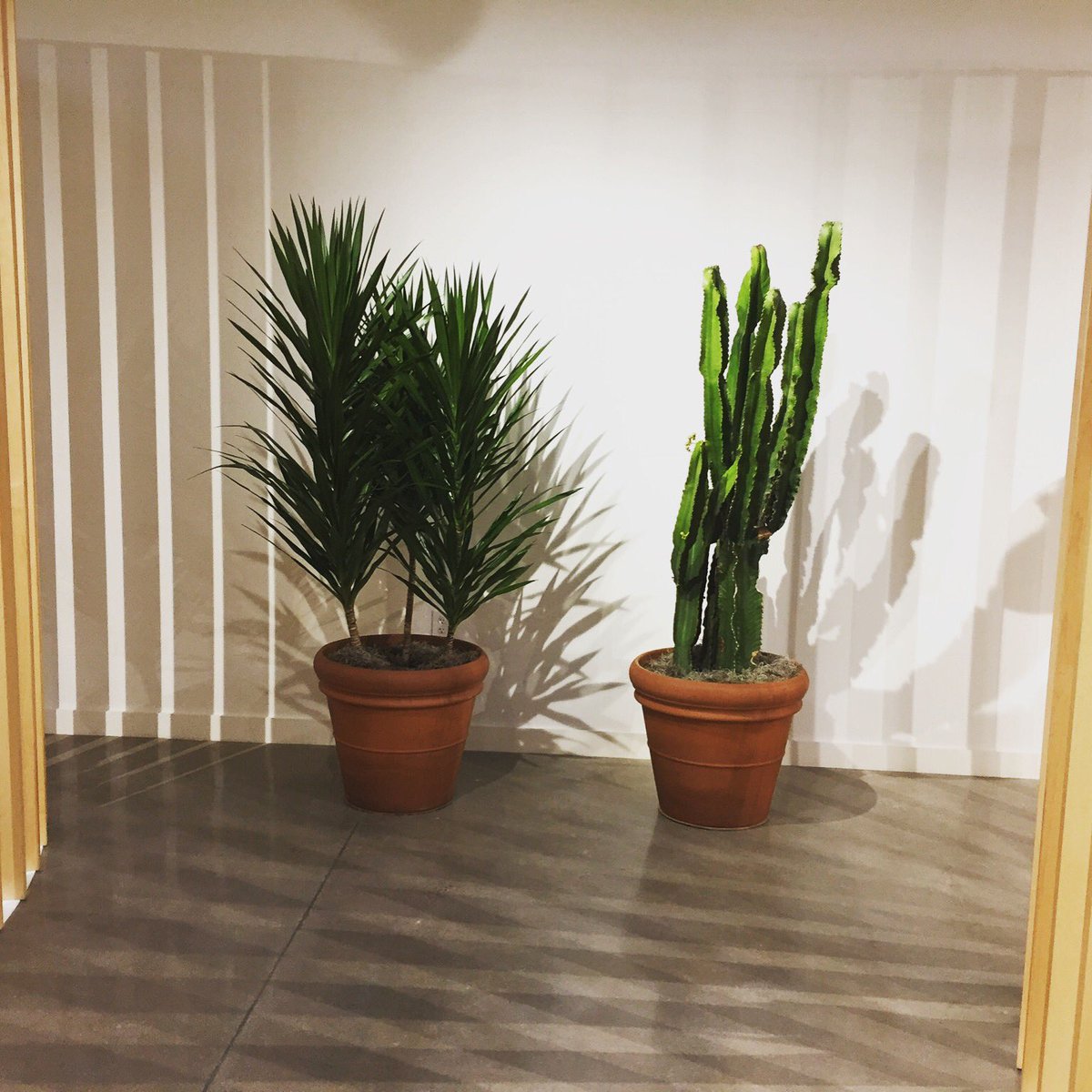 JustPlantDesign's tweet image. #Euphorbia and #DracaenaTarzan standing tall @JustPlantDesign create the look of the Southwest