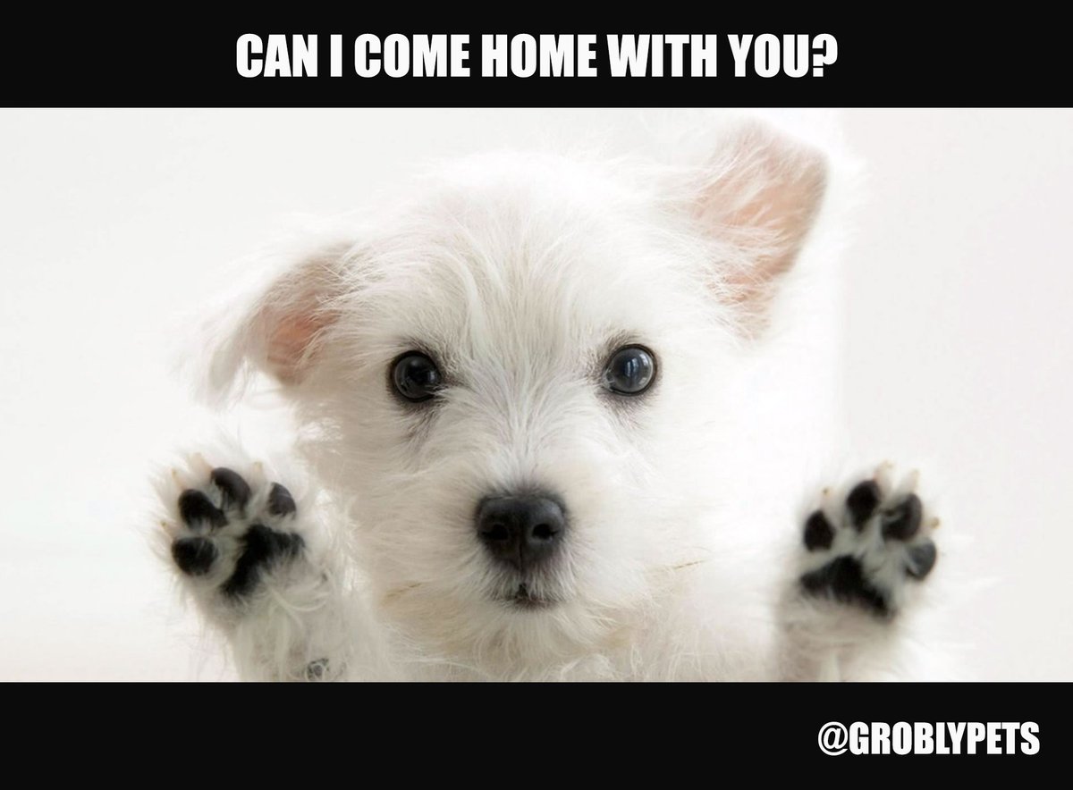 begrobly's tweet photo. #groblypets https://t.co/ZyEV4Y7D5d