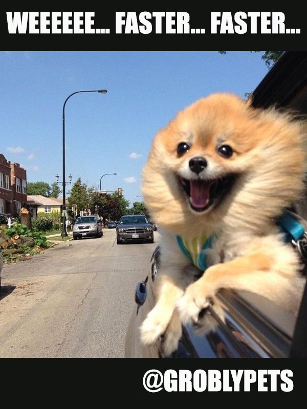 begrobly's tweet photo. #groblypets https://t.co/3CsctWsoBE