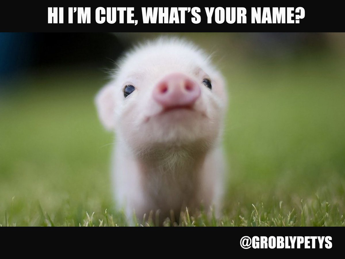 begrobly's tweet photo. #groblypets https://t.co/BnAt2SpHir