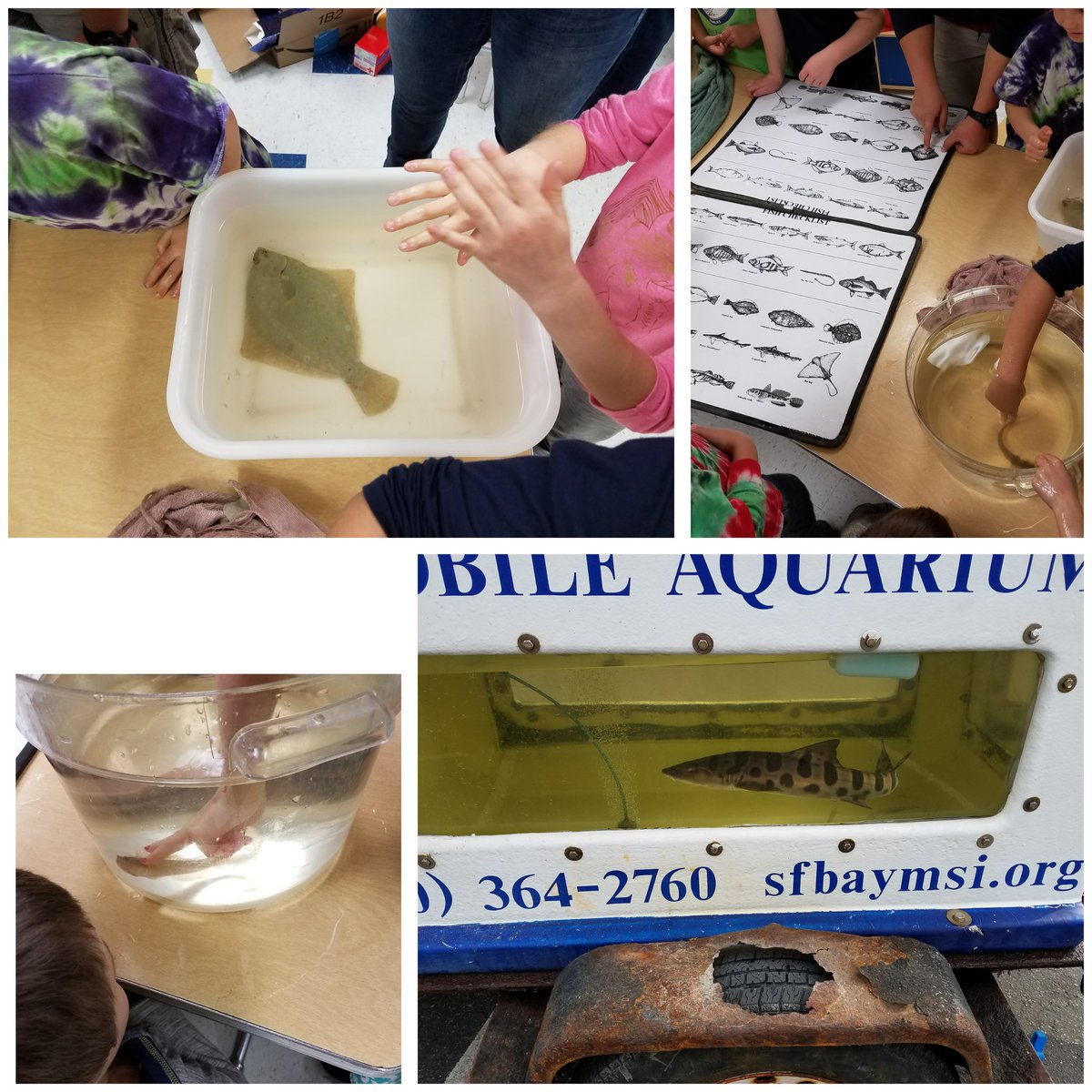 GenvieveD's tweet photo. 1st & 2nd gradersusing observation and reasoning to classify fish. #indigoprogram @maripazberlin #publiced @sfbaymsi
https://t.co/4QJiww9mNq https://t.co/zhyiXBD1Co