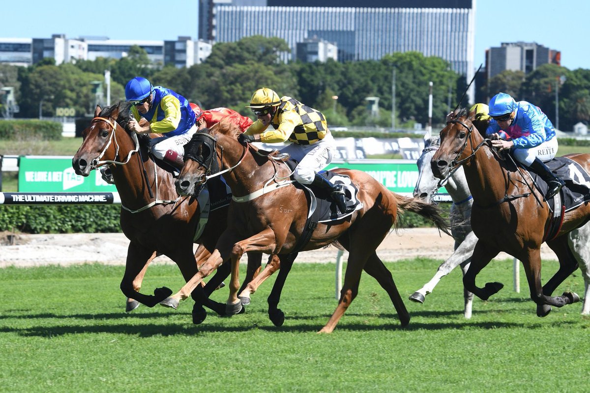 Leesracing's tweet photo. .Yesterday was a good day! 3 x Group 3 wins at HQ #LeRomain #InvincibleGem #Zestful Thanks to connections for the support #LeesRacing https://t.co/JO6YDwdULy