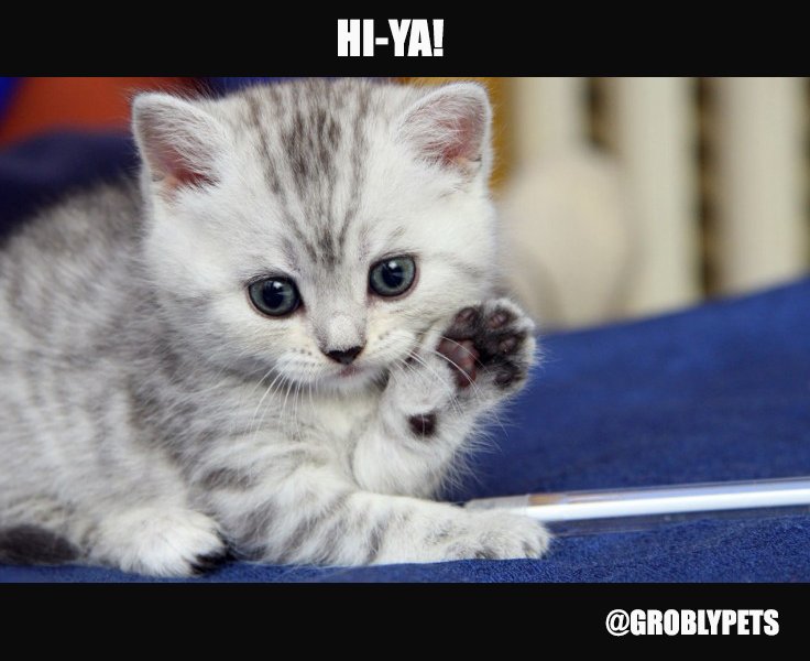 begrobly's tweet photo. #groblypets https://t.co/mg4LhurOik