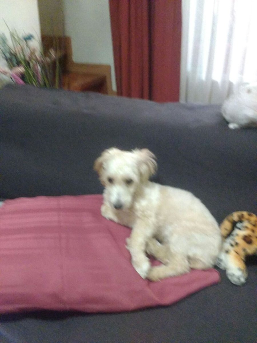 AndreaxMonroe's tweet photo. nuestra perra luna se nos escapo en el quisco, esta en tratamiento, desesperados xfa si alguien la tiene o info n° 5252499945 @JPQueralto https://t.co/1a7Ac8KDWY