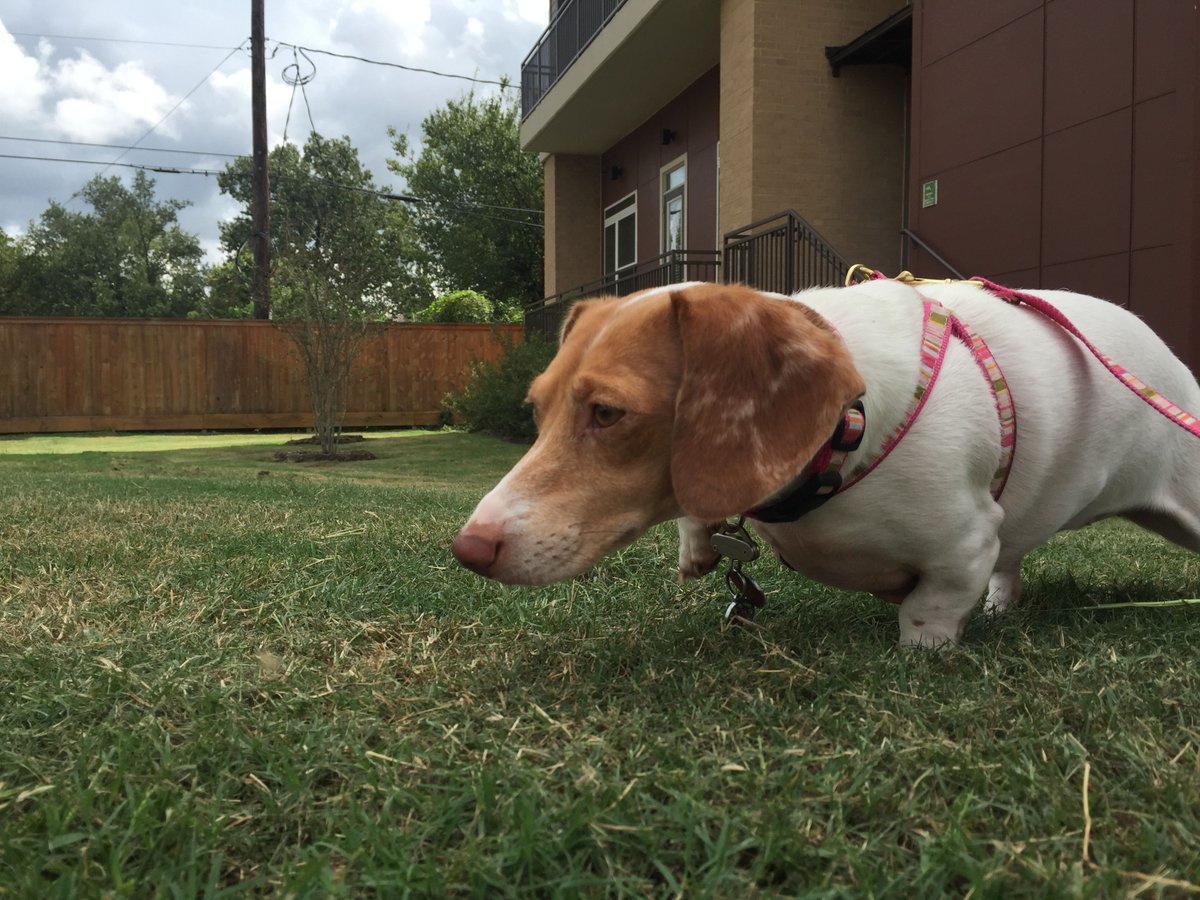 SpruceCrew's tweet photo. FUN FACT: Dogs have sweat glands in between their paws.
#apartmentbutler #funfact #dog #dogs #dogfunfact https://t.co/pbtKtVZbfq