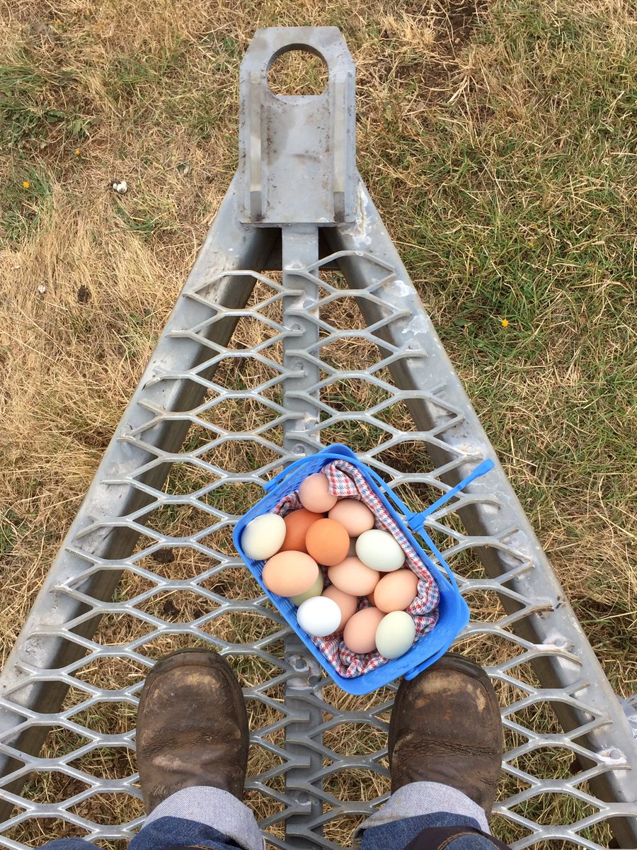 A selection from yesterday's laying. Such beautiful colours.