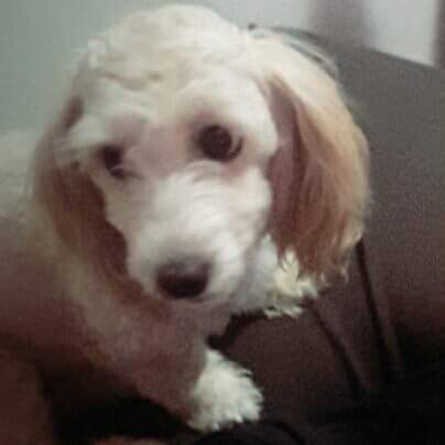 AndreaxMonroe's tweet photo. info sobre luna esta en tratamiento, se arranco en el quisco por la copec @PerrosPerdidos @SOS_Animales @Alisonmandel @elquisco 74517330 https://t.co/weAsGBjUkN