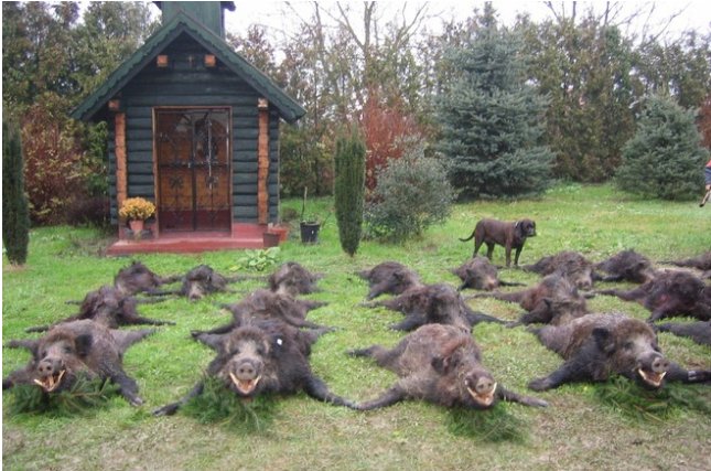 HappyHunts's tweet photo. When you had a #hogwild weekend! Download #Happyhunts now #mondaymotiviation #hunting #hunt #huntchat #huntress #cabinlife #hunter https://t.co/jUsdDAb0Vv