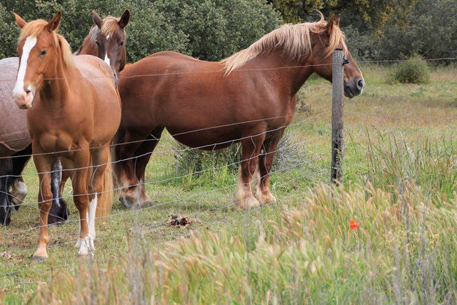 Unió de Pagesos denuncia que el incumplimiento de la Generalitat de modificar el acceso a las… dlvr.it/NMjps3 vía <a href="/AgronewsCyL/">AgronewsCyL</a>