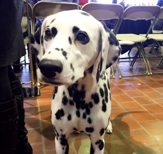 Tonight, only the first-place winners will advance to tomorrow's Best in Show competition. #WKCDogShow