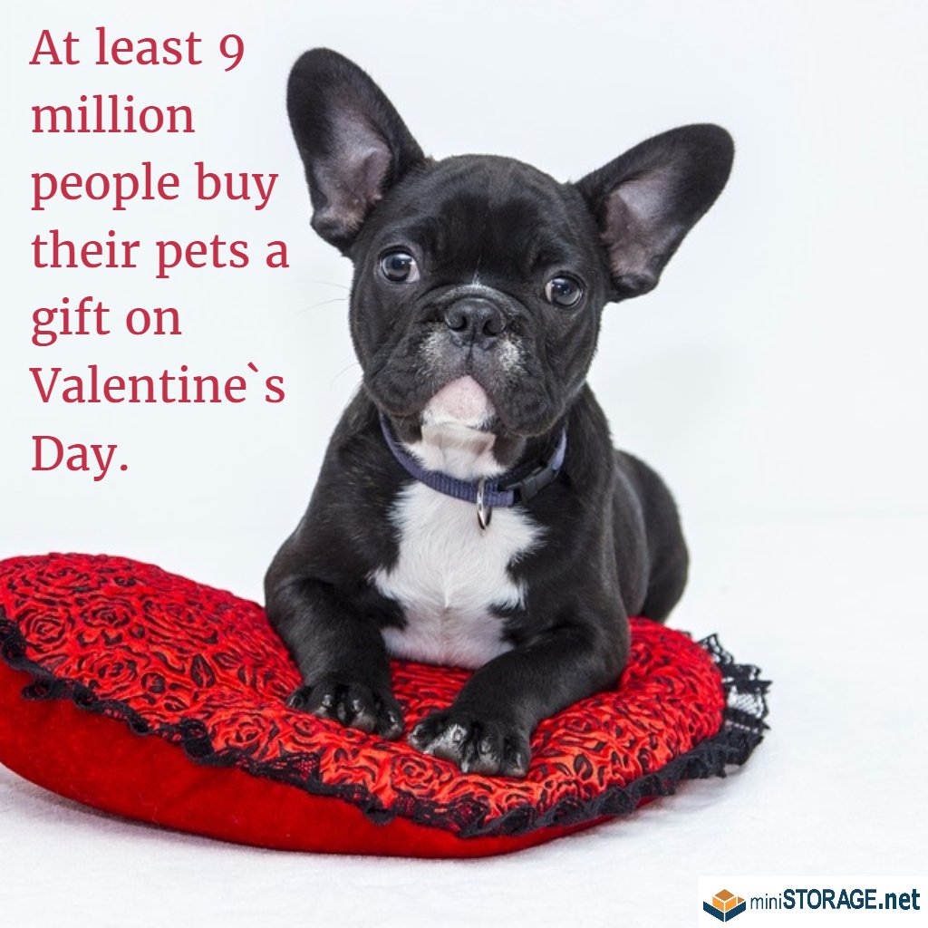 MiniStorage_OC's tweet image. #ValentinesDay is tomorrow! Here's a #FunFact! At least 9 million people buy their pets a gift on Valentine`s Day.
