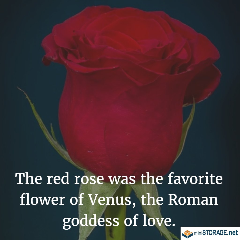 MiniStorage_PS's tweet image. Are you ready for #ValetinesDay?! #FunFact: The red rose was the favorite flower of Venus, the Roman goddess of love.