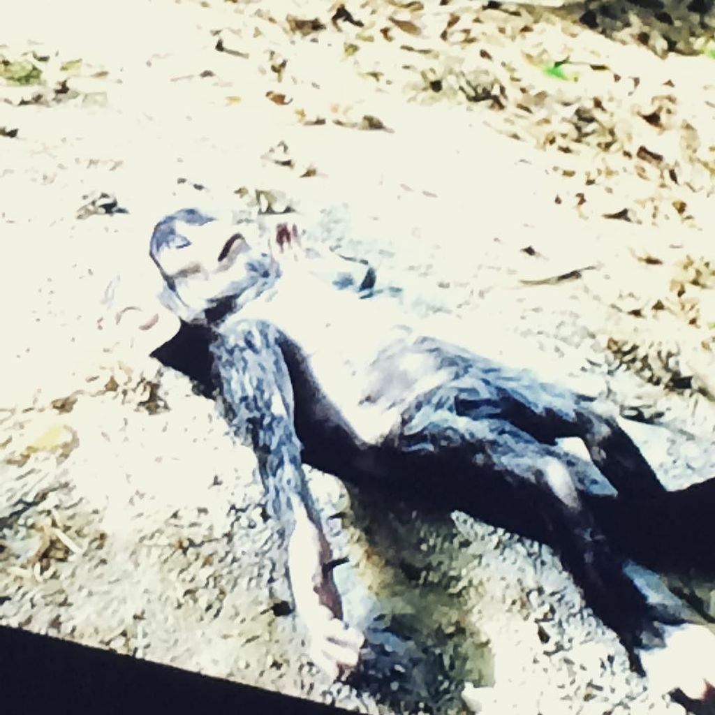 Nomi_1208's tweet photo. #Project365_2017 044 #spiesinthewild #rotpota #monkeycam being mourned by real monkeys!..a… https://t.co/pOmNDNdWlL https://t.co/odMTBDZMLQ