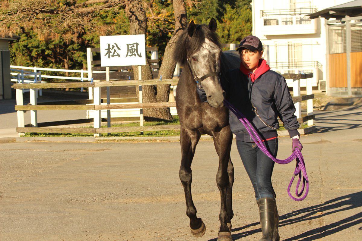 Zakkie先輩 Ar Twitter 日めくり馬 芦毛伝説 昨年の松風馬事センターで 編 まず 昨夜のテレビで夢見心地で眺めた ストリートキャップ そして ハニカミ屋さんが来週にはg13つ目か ホワイトフーガ オオトリは 松風で肩で風切る芦毛ねこ 名は解らぬが 一