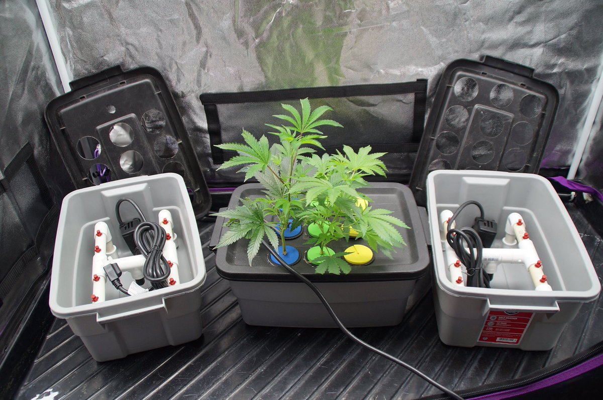 GasGrowers's tweet image. Pro-Tip: Build smaller aero cloners. It's way easier cleaning small reservoirs/pumps.#grow #clones #cannabis #weed #marijuana #hightimes