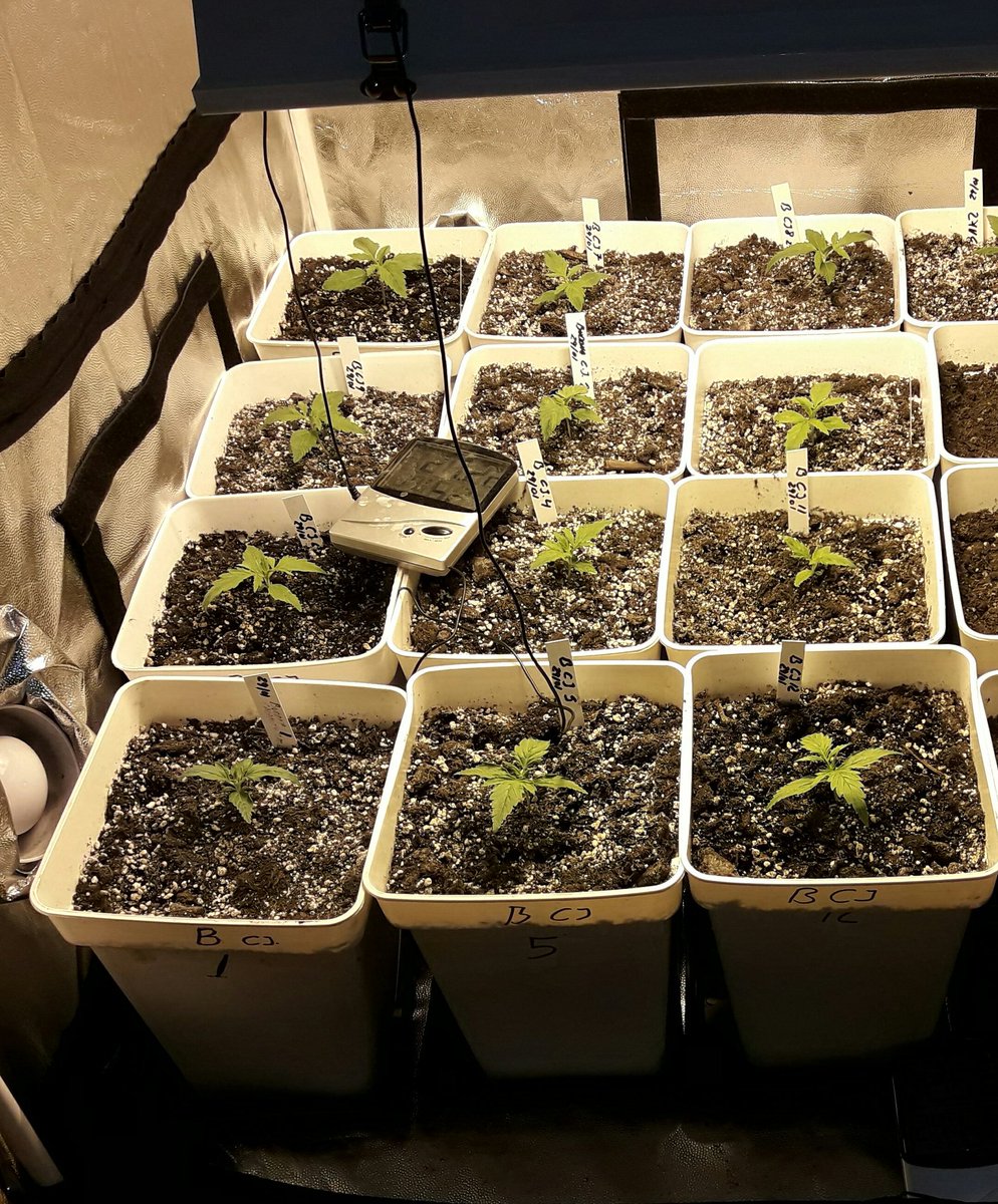 Apez140's tweet photo. Weed Noche Verde Mundo #CalamityJane, @BuddhaSeeds se abre camino con sust. #Allmix #Plagron,
#HPS400WTS #HomeBoxUK.
Boong A Vuestra Salud:) https://t.co/Leia5aB2SH