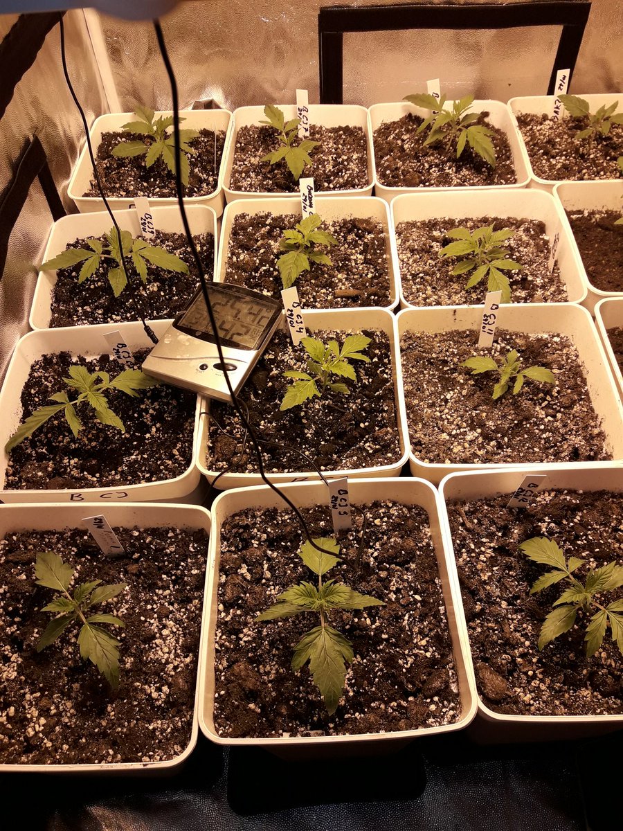 Apez140's tweet photo. Weed Noche Verde Mundo #CalamityJane, @BuddhaSeeds se abre camino con sust. #Allmix #Plagron,
#HPS400WTS #HomeBoxUK.
Boong A Vuestra Salud:) https://t.co/Leia5aB2SH