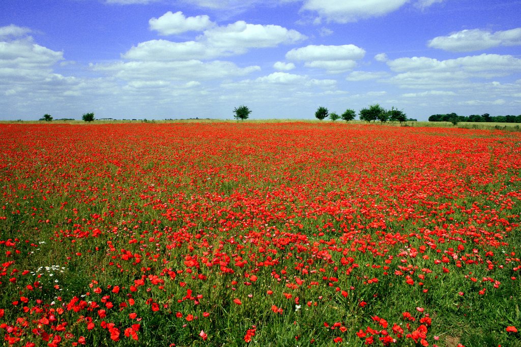 profesociales4's tweet photo. Tras la batalla, los campos de Flandes se llenan de amapolas (John McCrae, In Flanders Fields) https://t.co/BYv5ogO26t https://t.co/asFq57M4Wh