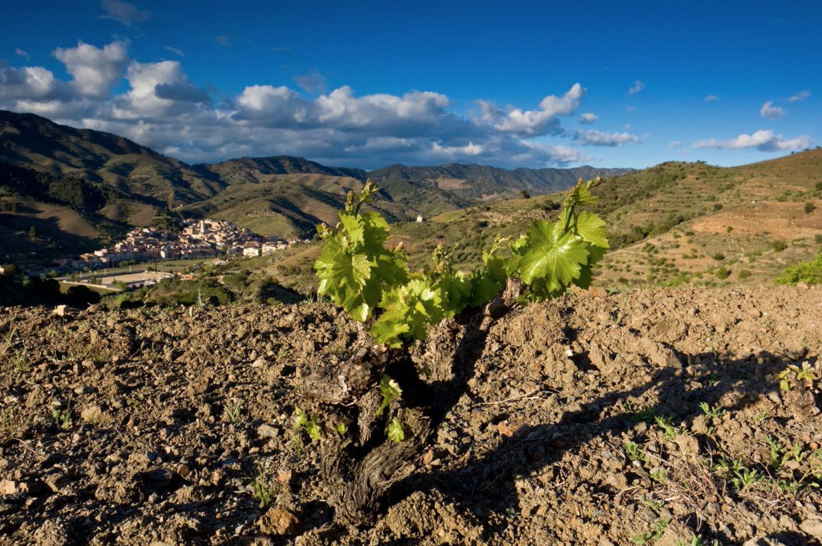 El cultiu de la vinya al #Priorat és fruit de l’esforç i la tenacitat dels pagesos més vells. Ells van preservar la tradició agrícola #vi