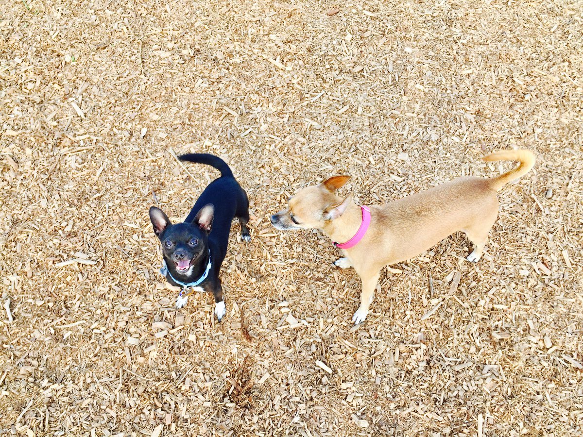 ChristinaCFox10's tweet photo. My boy standing guard over his bone... #jaxon #pupmodel #chichi #dogpark #SWFL π https://t.co/dKSSnX5DDN