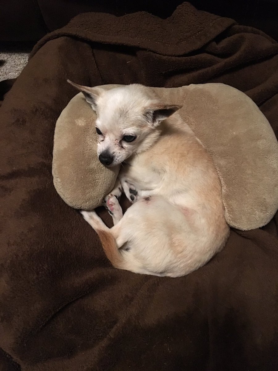 onthelam67's tweet photo. Watching the Westminster Dog Show with Sandy! @WKCDOGS https://t.co/NgKcHXairK