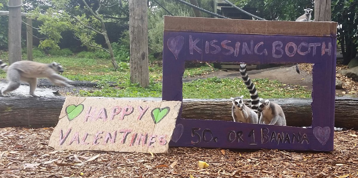 HamiltonZooNZ's tweet photo. Ring tailed lemurs. #lovewildlife #hamiltonzoonz #Valentines https://t.co/lz2dJKiYM6