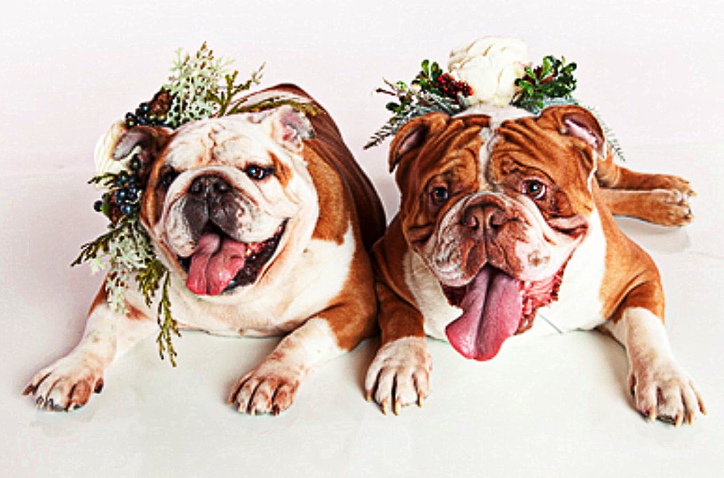 Boho_Mutts's tweet image. @Boho_Mutts photo shoot was a BLAST yesterday! Read more about it here: bohomutts.com/blogs/boho-mut… 
#Flowerdog #bohomutts #weddingdogcollar