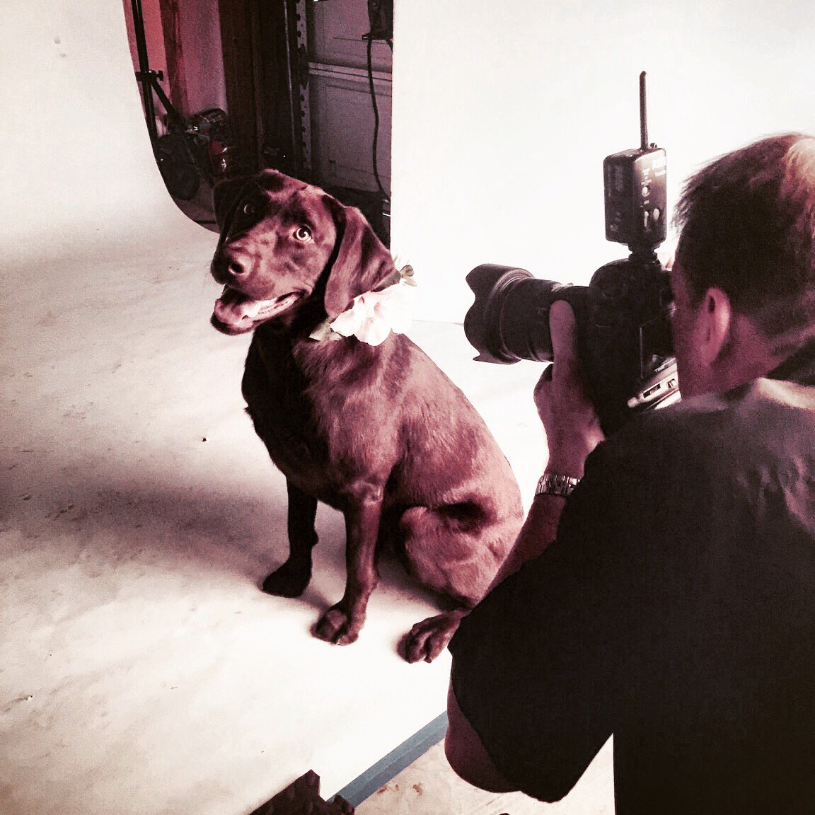 Boho_Mutts's tweet image. @Boho_Mutts photo shoot was a BLAST yesterday! Read more about it here: bohomutts.com/blogs/boho-mut… 
#Flowerdog #bohomutts #weddingdogcollar