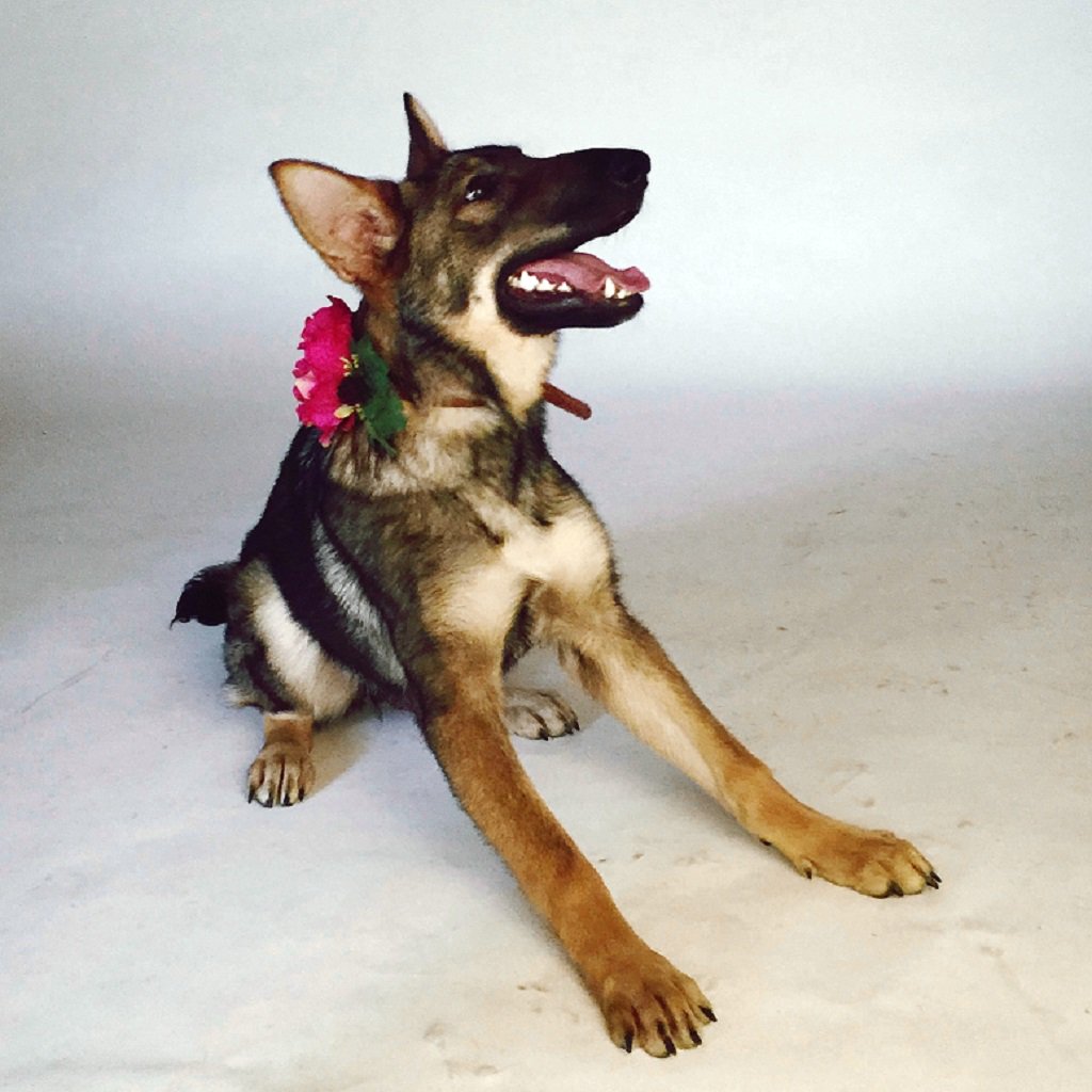 Boho_Mutts's tweet image. @Boho_Mutts photo shoot was a BLAST yesterday! Read more about it here: bohomutts.com/blogs/boho-mut… 
#Flowerdog #bohomutts #weddingdogcollar