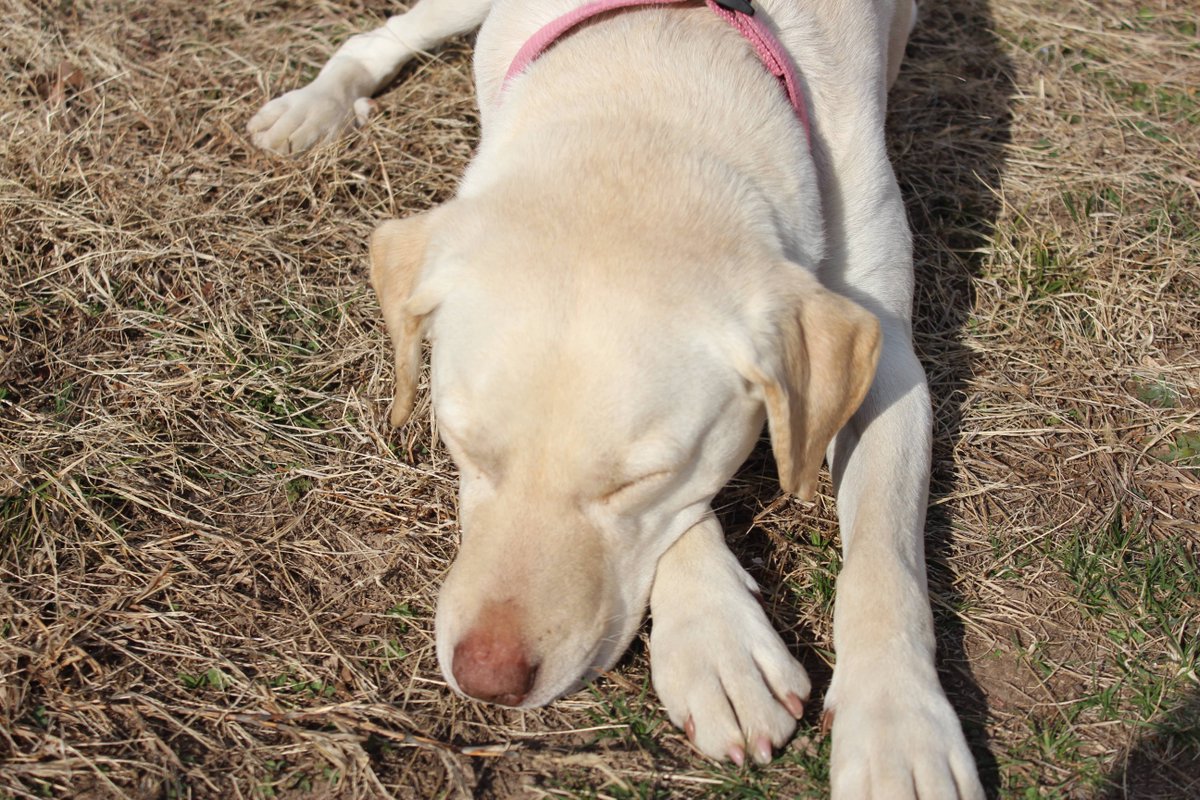 offgridplanner's tweet image. our lazy ole girl, Buttercup, waiting for springtime