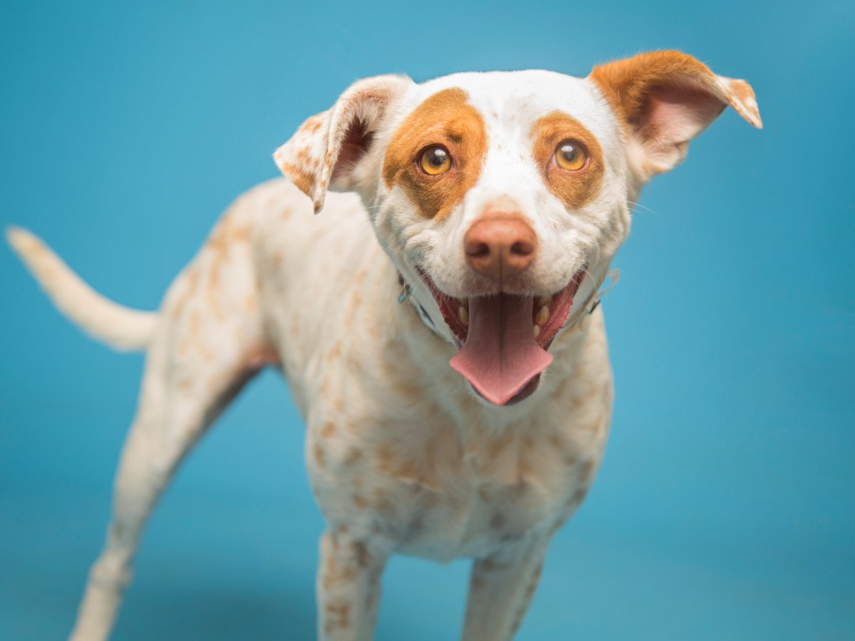 azhumane's tweet image. All except Simon and Amber were adopted from this week's Pets on Parade! Let's help them find loving homes! bit.ly/2hlNcRm