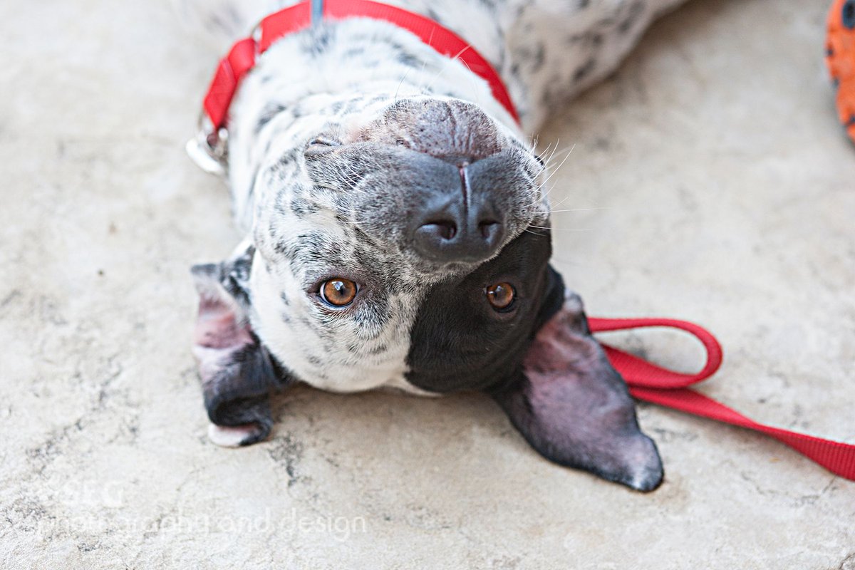 PawsintheCity's tweet image. Oh, hai! This is Allman and he's an American Bulldog mix looking for a new home. Who could deny this gentle face?! #adoptdontshop