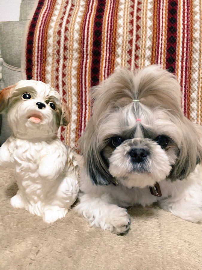 Aiko Official あんころもちのカットはいつもお父ちゃんがやっています ふくふくがいい感じですね どすこいどすこい みゅーつい