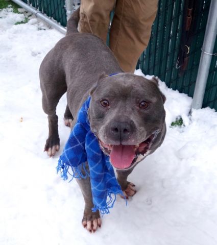 UrgentPart2's tweet image. PUMA - A1102254 - TO BE DESTROYED 02/14/2017 *PUBLICLY ADOPTABLE* A volunteer writes: No ears and all heart, ...
nycdogs.urgentpodr.org/puma-a1102254/