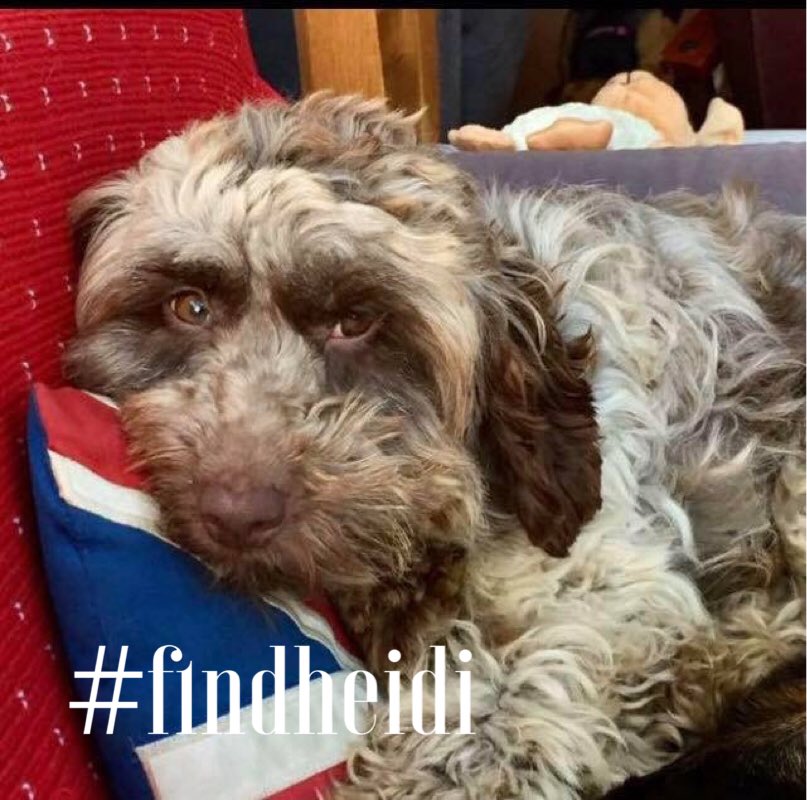 reathecockapoo's tweet image. @trac_dog  cld we have a RT for missing rescue dog since a week ago  #findheidi facebook.com/groups/2083954…